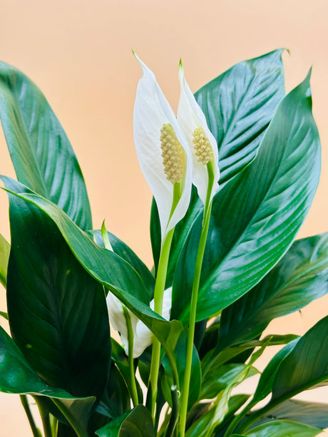 Peace Lily - Spathiphyllum Wallisii -Water Plant - Plantsworld.ae