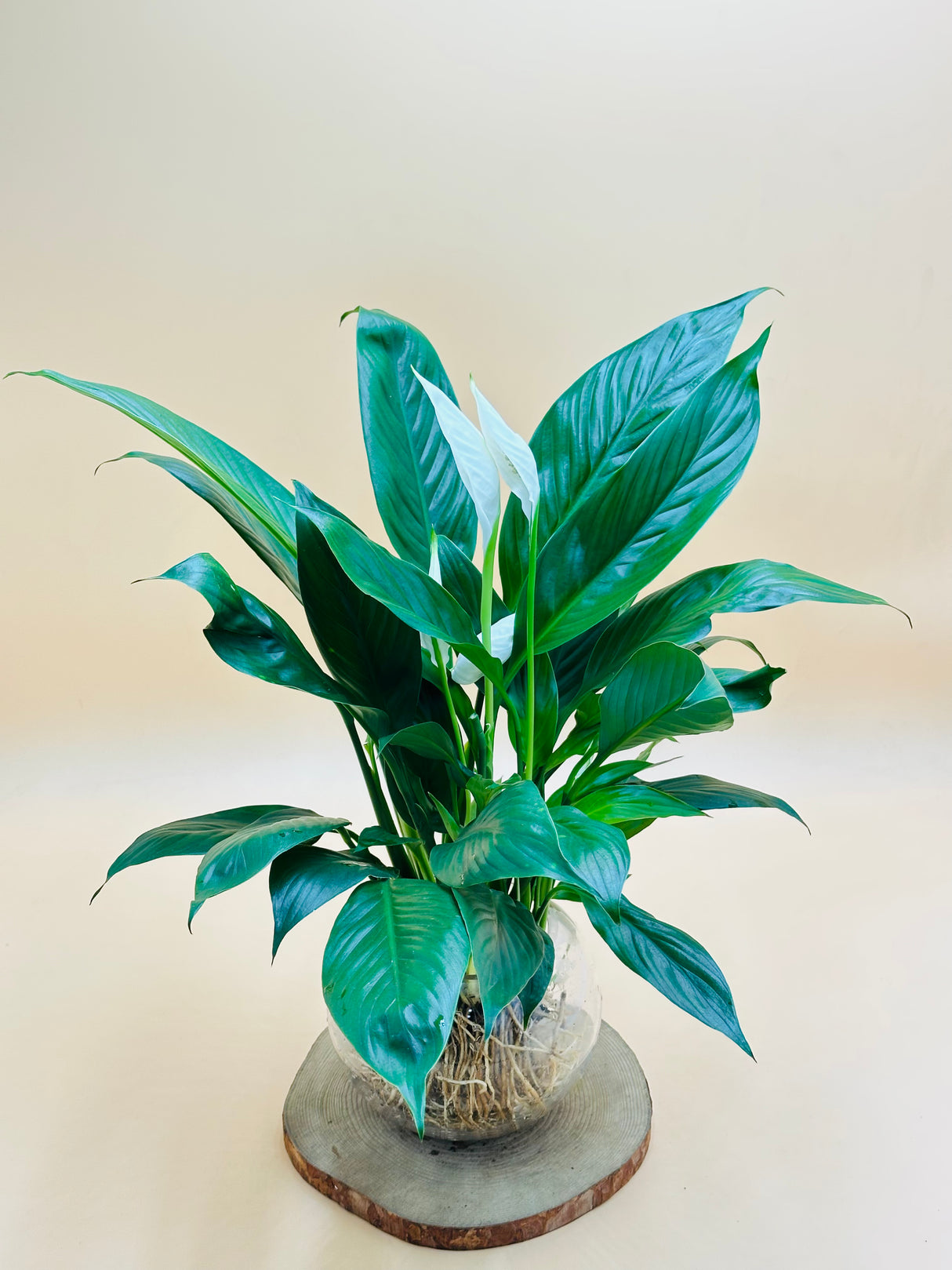 Peace Lily - Spathiphyllum Wallisii -Water Plant - Plantsworld.ae