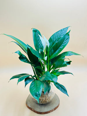 Peace Lily - Spathiphyllum Wallisii -Water Plant - Plantsworld.ae
