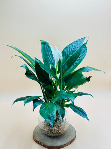Peace Lily - Spathiphyllum Wallisii -Water Plant - Plantsworld.ae