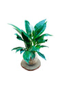 Elegant indoor water-grown Peace Lily with white blooms