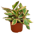 Ginny Peperomia - Peperomia Clusiifolia 'Ginny' - Plantsworld.ae