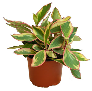 Ginny Peperomia - Peperomia Clusiifolia 'Ginny' - Plantsworld.ae