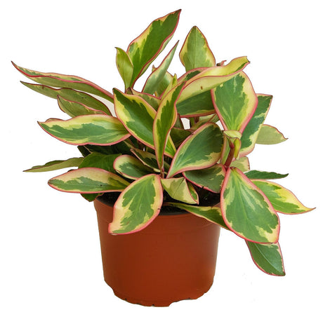 Ginny Peperomia - Peperomia Clusiifolia 'Ginny' - Plantsworld.ae