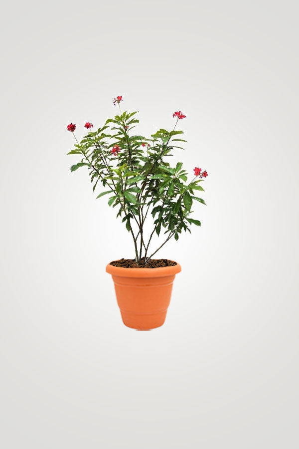 Balcony In Bloom – Beautiful Balcony Plants for Your Outdoor Oasis - Plantsworld.ae