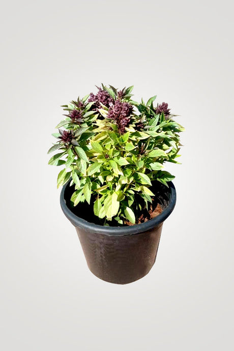 Herbal Plant Combo - Plantsworld.ae