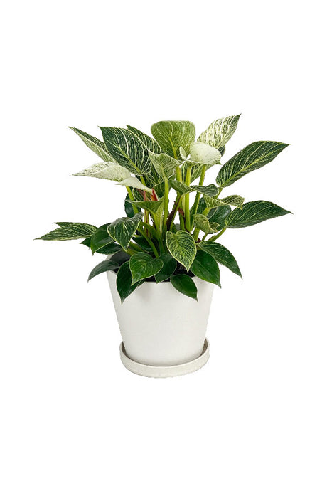 Dark green leaves with creamy white pinstripes


