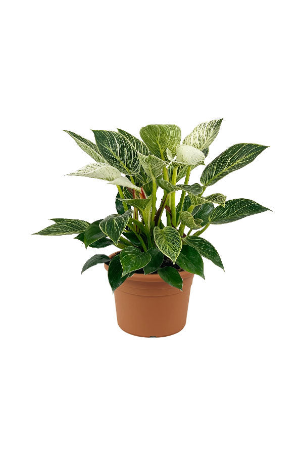 Philodendron Birkin - Philodendron 'Birkin' - Plantsworld.ae