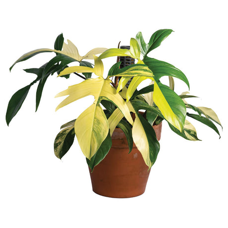 Florida Beauty Philodendron - Philodendron Pedatum 'Florida Beauty' - Plantsworld.ae