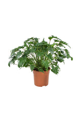 Xanadu Philodendron - Thaumatophyllum Xanadu - Plantsworld.ae