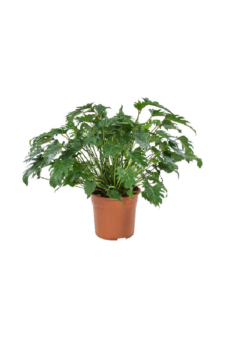 Xanadu Philodendron - Thaumatophyllum Xanadu - Plantsworld.ae