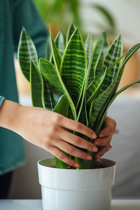 Replaces old soil with fresh nutrient-rich mix
