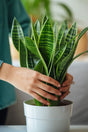 Replaces old soil with fresh nutrient-rich mix
