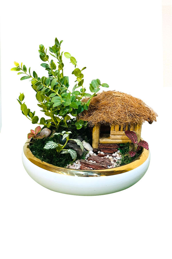 Plant Paradise Bowls – Lush Indoor Plant Dish Garden in Decorative Bowl

