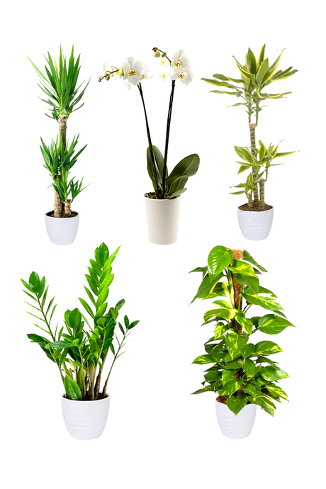 Platinum indoor plant collection for office and workspace decor