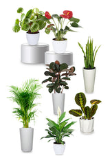 A premium indoor plant combo arranged for home and office decoration
