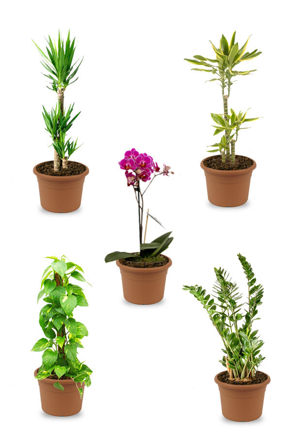 Platinum Plus Combo Plants - Plant Set (5 plants) - Plantsworld.ae