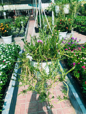 Moss Rose Hanging Plant – Colorful Trailing Blooms - Plantsworld.ae