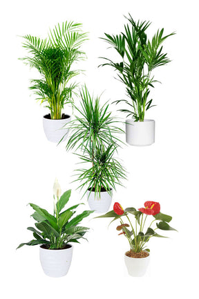 Premium Office Combo – Elegant Indoor Plant Set for Executive and Luxury Office Spaces in Dubai

