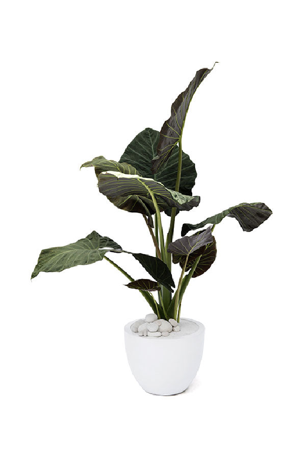 Alocasia Regal Shields – Majestic indoor plant with large, ornamental leaves in a decorative pot

