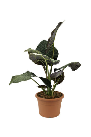 Regal Shields Alocasia - Alocasia 'Regal Shields' - Plantsworld.ae