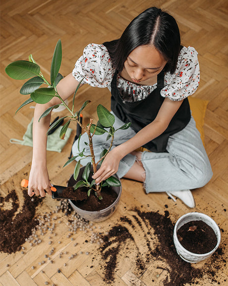 Repotting Service in Dubai – Professional Indoor Plant Repotting by PlantsWorld.ae
