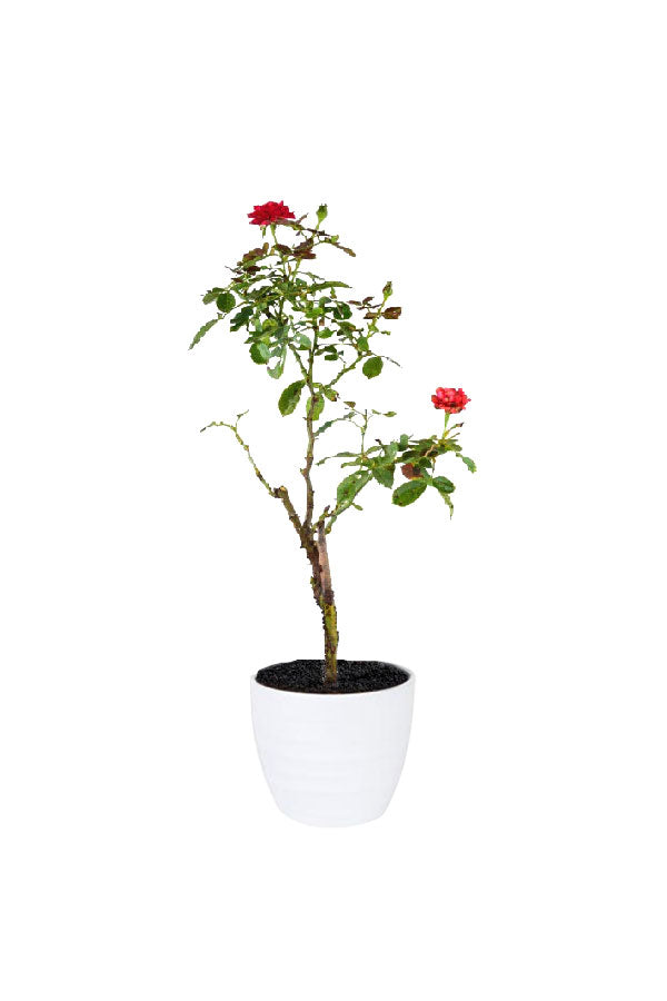 Rose - Rosa Hybrida - Outdoor - Plantsworld.ae