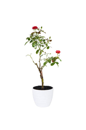 Rose - Rosa Hybrida - Outdoor - Plantsworld.ae