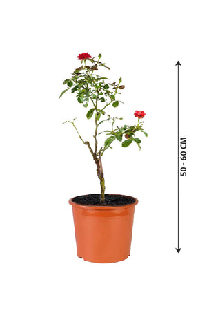 Rose - Rosa Hybrida - Outdoor - Plantsworld.ae