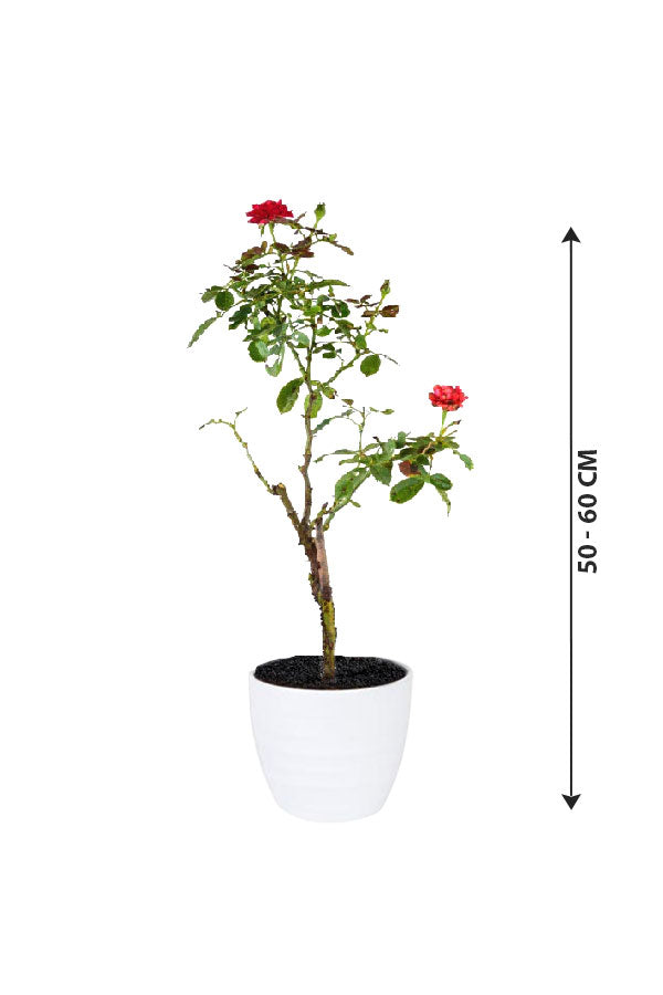 Rose - Rosa Hybrida - Outdoor - Plantsworld.ae