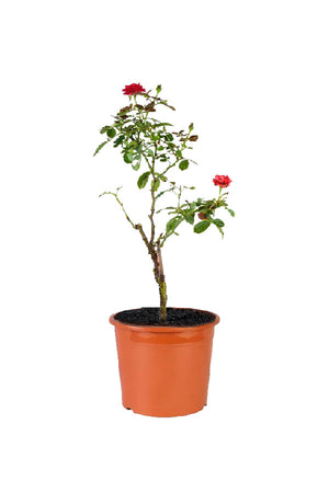 Rose - Rosa Hybrida - Outdoor - Plantsworld.ae