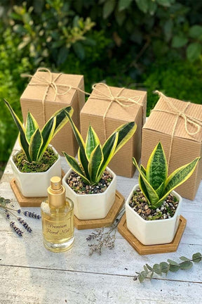 Wellness Gift with snake Plant and Mist