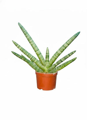 Starfish snake plant indoor succulent