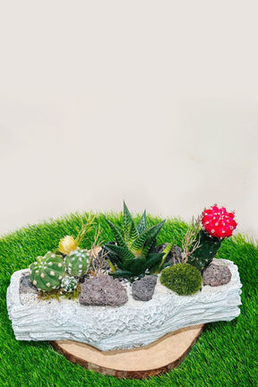 Creative succulent arrangement in designer pot – modern indoor plant decoration UAE

