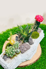 Succulent Arrangement - Mixed Succulents - Plantsworld.ae