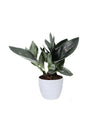 Scindapsus Treubii Dark Form with thick, dark green foliage trailing in a white ceramic pot

