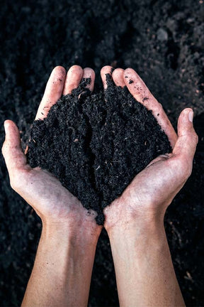 Premium Soil - Add On - Plantsworld.ae
