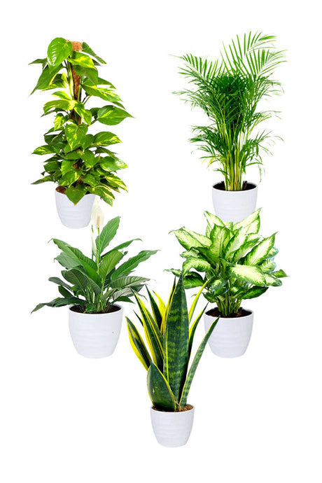 Silver Office Combo – Stylish Indoor Plants in Sleek Silver Pots for Dubai Office Spaces


