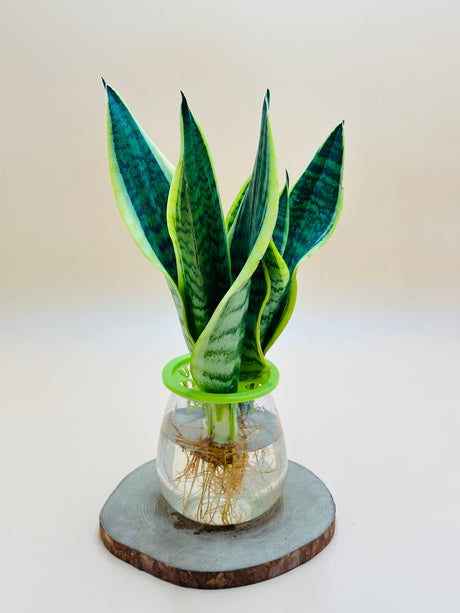 Snake Plant - Sansevieria Trifasciata - Plantsworld.ae