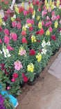 Ornamental snapdragon flowers
