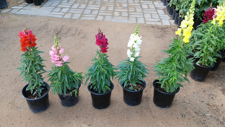 Snapdragon - Antirrhinum Majus - Plantsworld.ae