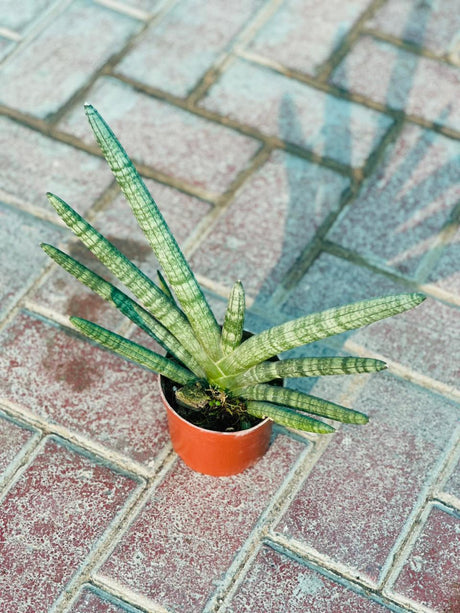 Starfish Snake Plant - Sansevieria Cylindrica 'Starfish' - Plantsworld.ae