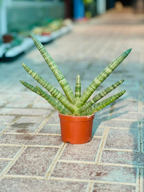 Starfish Snake Plant - Sansevieria Cylindrica 'Starfish' - Plantsworld.ae