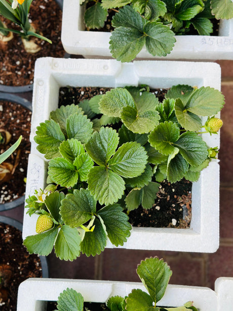 Strawberry - Fragaria - Ananassa - Plantsworld.ae