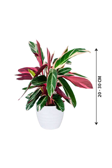 Stromanthe Sanguinea Triostar - Stromanthe Magic Star - Plantsworld.ae