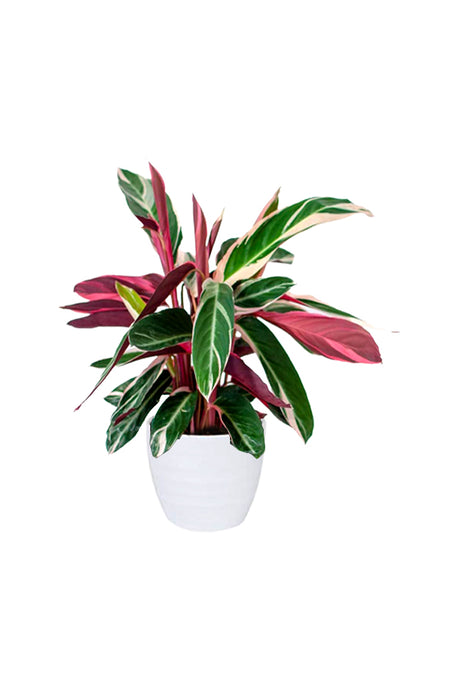 Stromanthe Sanguinea Triostar (Magic Star) with vibrant pink, white, and green variegated leaves in a modern indoor setting.

