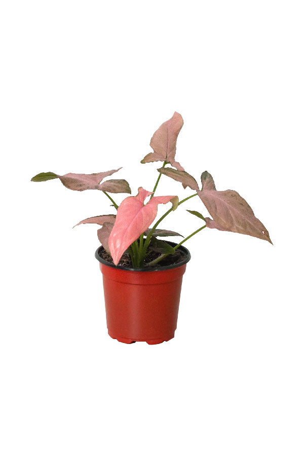 Pink Splash Arrowhead - Syngonium Podophyllum 'Pink Splash' - Plantsworld.ae