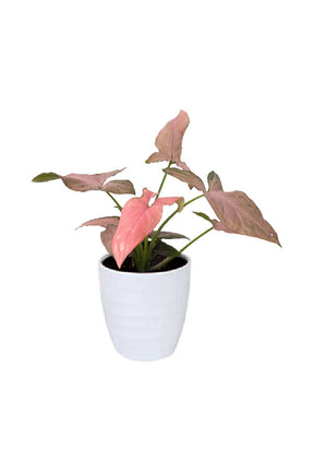 Syngonium Pink Splash – Arrowhead Plant with soft pink and green arrow-shaped leaves in decorative indoor pot