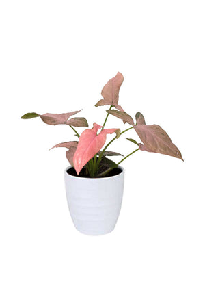 Syngonium Pink Splash – Arrowhead Plant with soft pink and green arrow-shaped leaves in decorative indoor pot