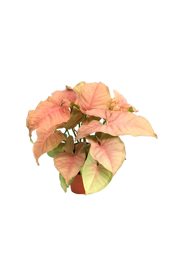 Syngonium Neon Pink - Indoor Plant - Plantsworld.ae